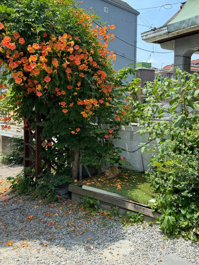 카페133 럭키백 사진